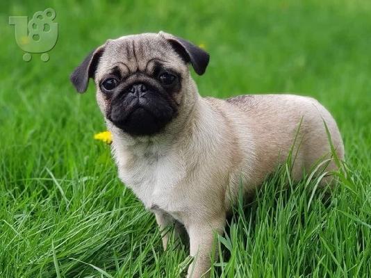 Χαριτωμένα κουτάβια Pug